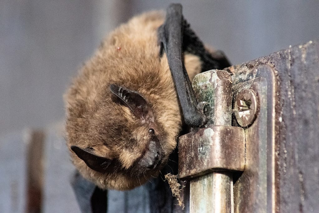 You may need the rabies vaccine for humans if you find a bat in the house