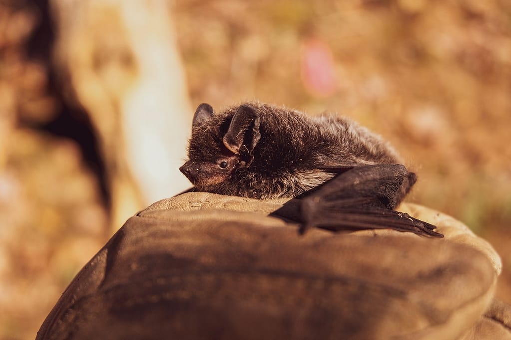 Bat bites and scratches are so small they may not show on the skin