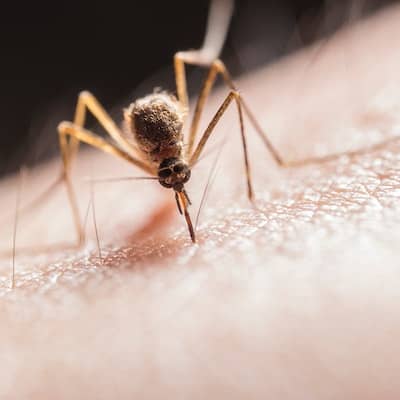 Malaria infects people from a mosquito bite and is found in over 90 countries around the world. Don't leave for your trip unaware of your risk, talk to your travel health specialist if malaria medication is needed.