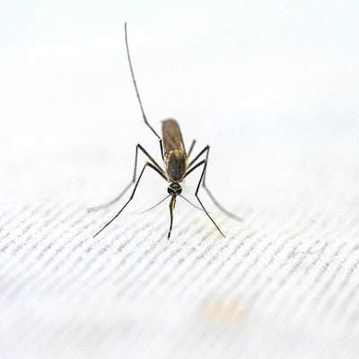 Japanese Encephalitis is transmitted from a mosquito bite to humans. The Japanese Encephalitis vaccine can protect against infection.