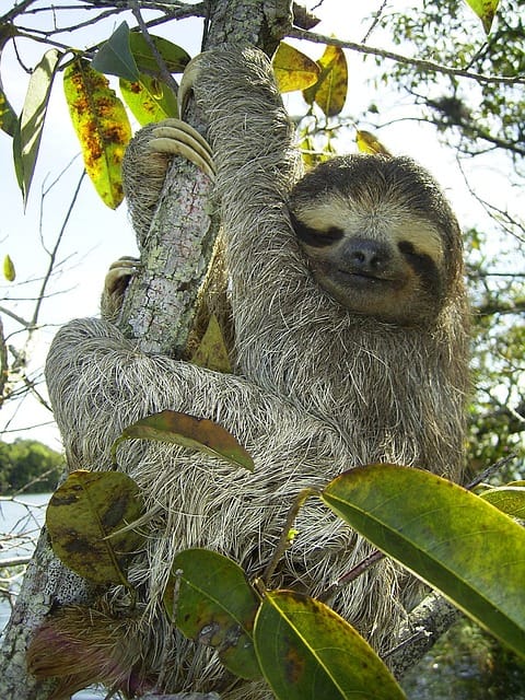 Viewing wildlife in Panama comes with risk including malaria and yellow fever