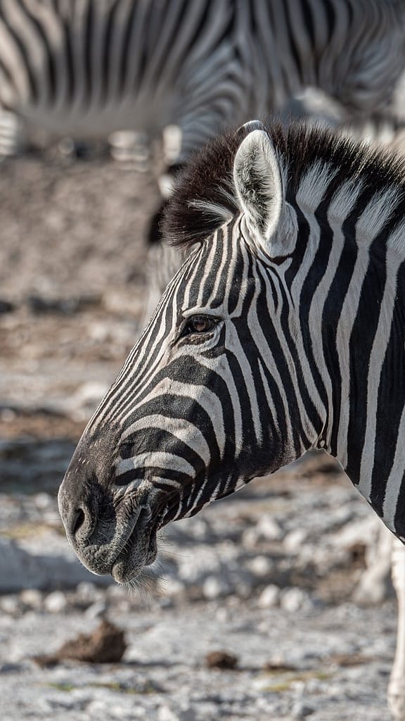 Some safari locations in Namibia have malaria risk and antimalarial medication is needed