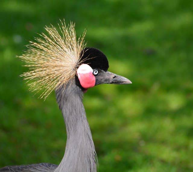 ganda is known for abundant wildlife and is part of the reason the national animal is on the Ugandan flag