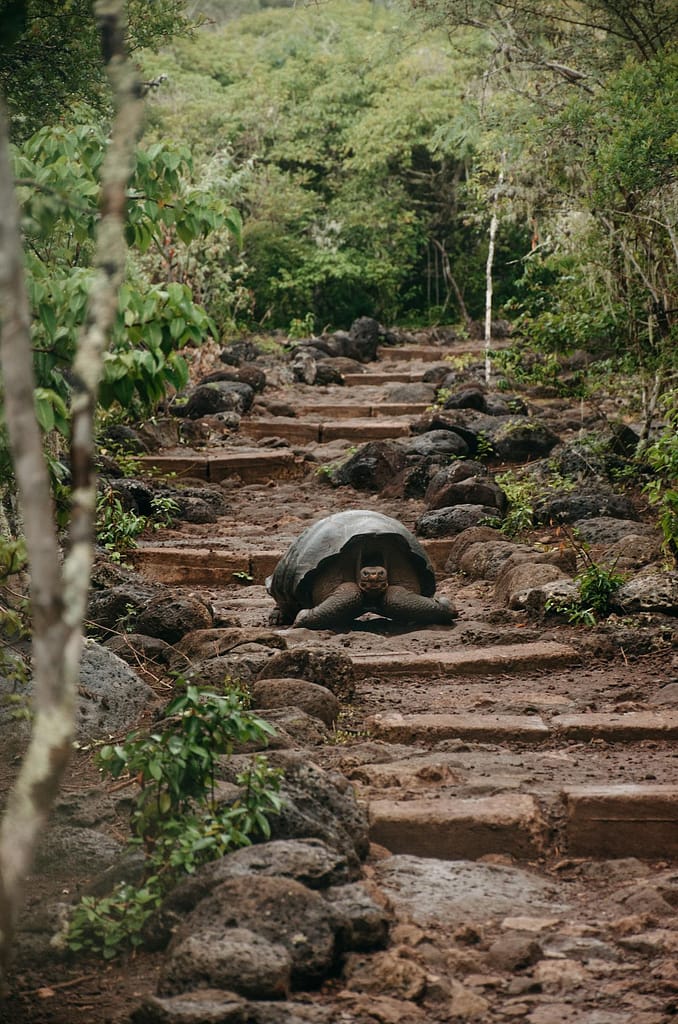 Before exploring Galapagos Islands visit Destination Health Clinic for pre-travel consultation and vaccinations