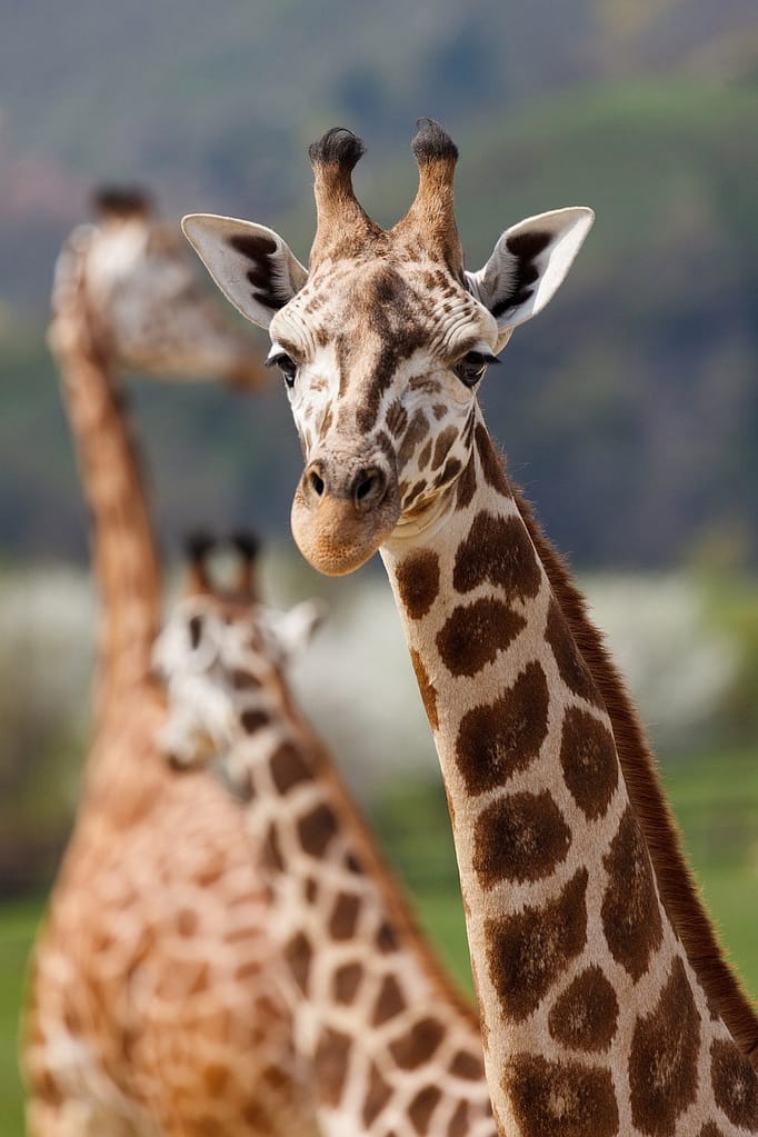 Antimalarial medication is recommended so you can view wildlife safely while on safari in Maasai Mara