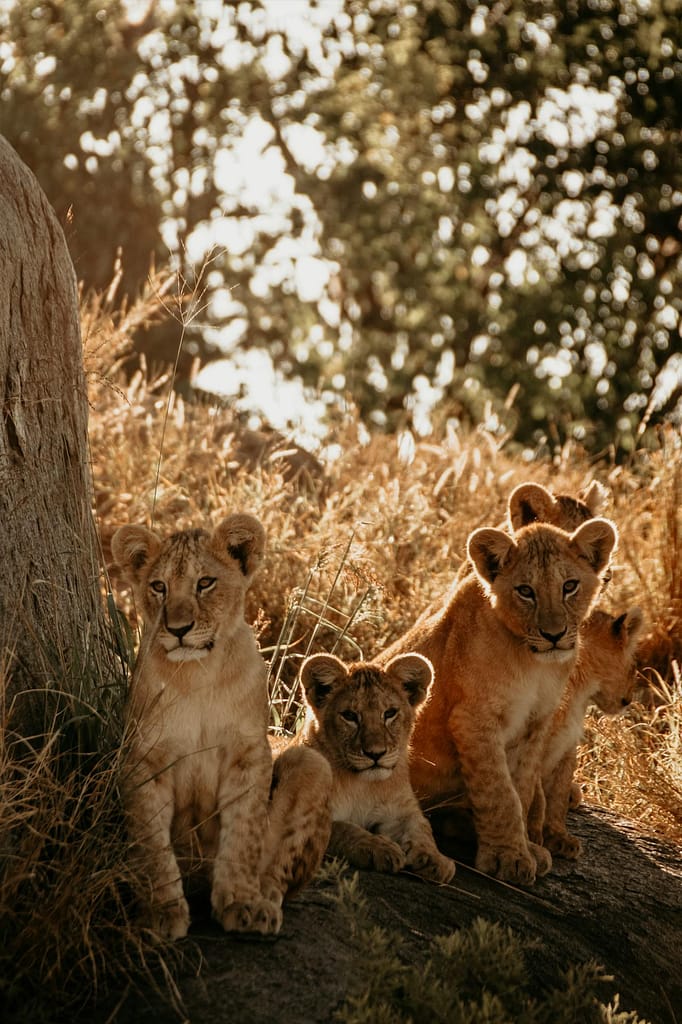 Malaria is a risk in all of Serengeti National Park and malaria tablets are needed to prevent infection