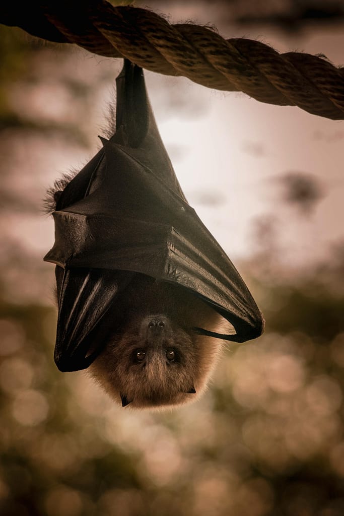 If you find a bat in the house or are bitten by a bat you may need the human rabies immune globulin (HRIG) injection