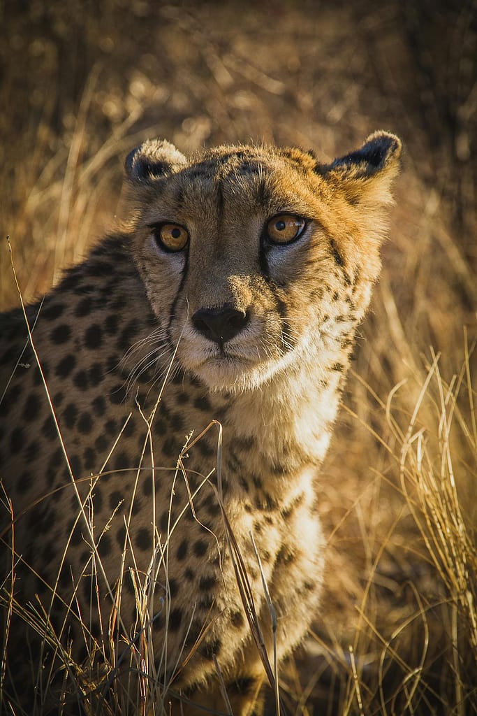 Namibia offers great safari opportunities without the need for yellow fever vaccine