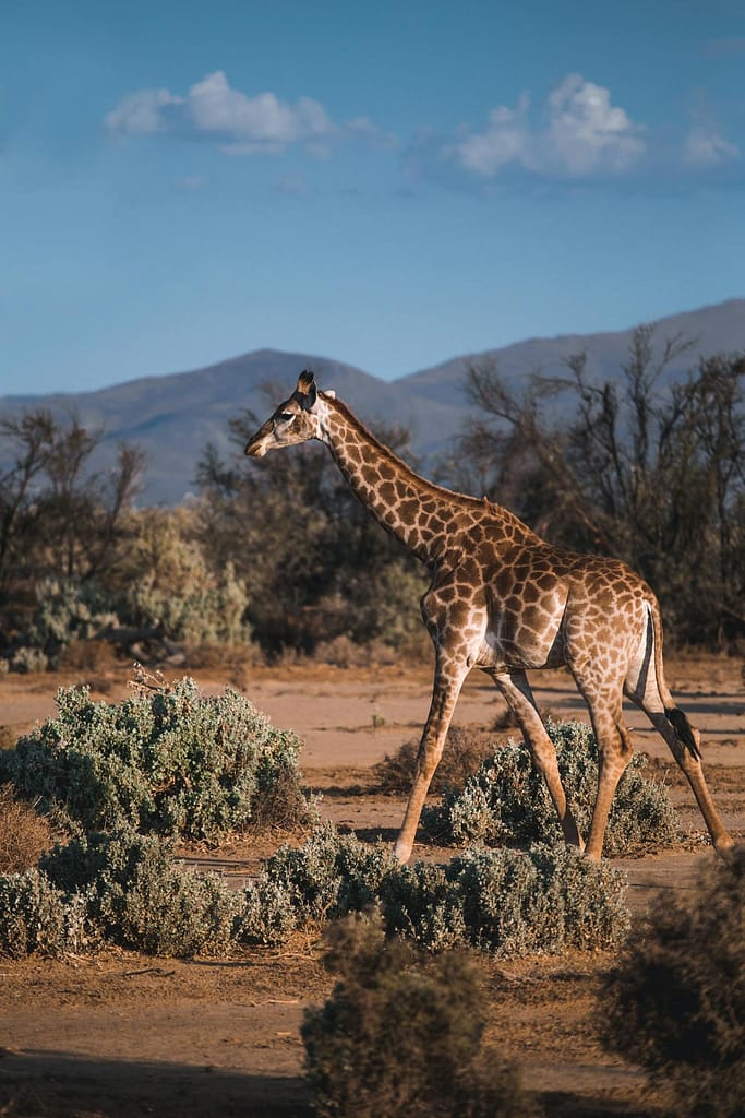 Multiple malaria-free safari options are found in South Africa, Botswana, and Namibia. Meaning you can go on safari to Africa without needing antimalarial tablets