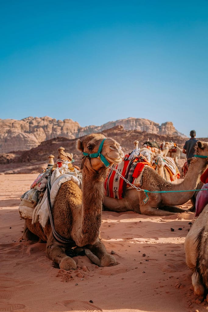 Before your adventure to Petra visit a travel clinic for a pre-travel health consultation