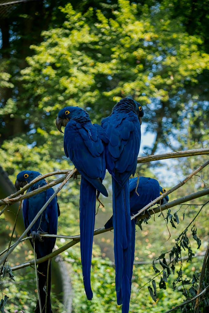 This parrot is often sighted in the Pantanal, Brazil where visitors need to protect against mosquito illness like yellow fever
