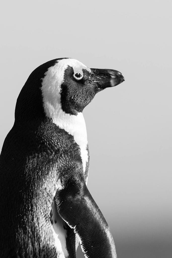 Coastal penguins are common near Cape Town and are quite the site, remember if staying in and around Cape Town you can sight-see without risk of yellow fever or malaria
