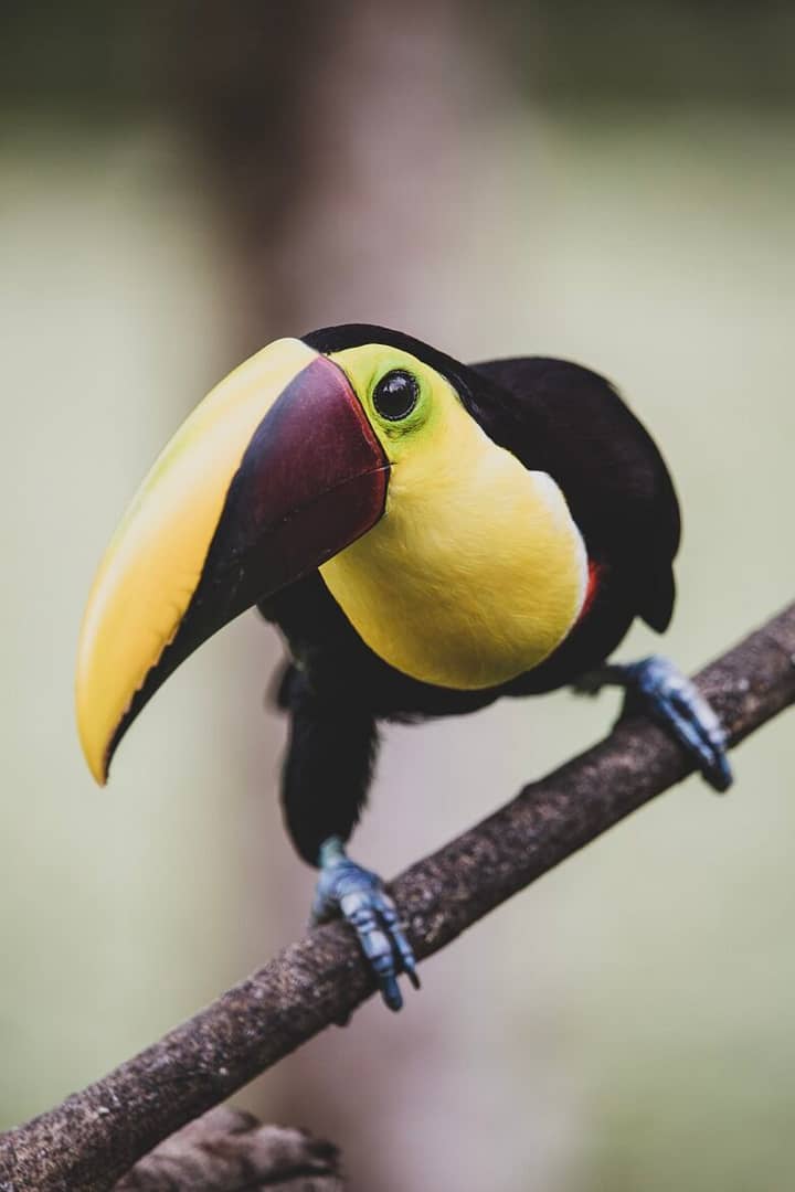 Experience the rainforest wildlife in Costa Rica but do so safely with pre-travel consultation at a local travel clinic
