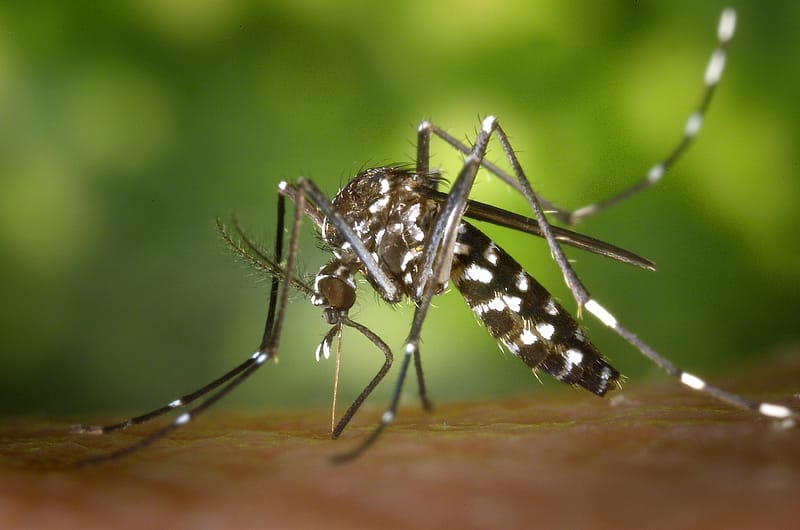 The Aedes mosquito if found in most tropical and subtropical regions and carries diseases such as Dengue Fever