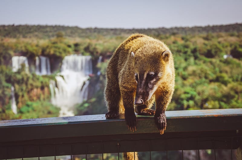 Experience Iguazu Falls safely with a pre-travel consultation and vaccinations for yellow fever, typhoid fever, and hepatitis A beforehand