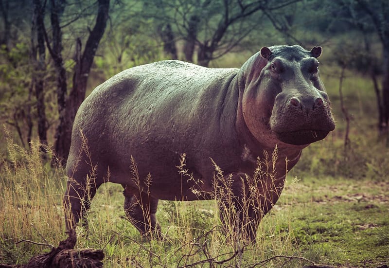 Antimalarial medication is recommended so you can view wildlife safely while on safari in Maasai Mara