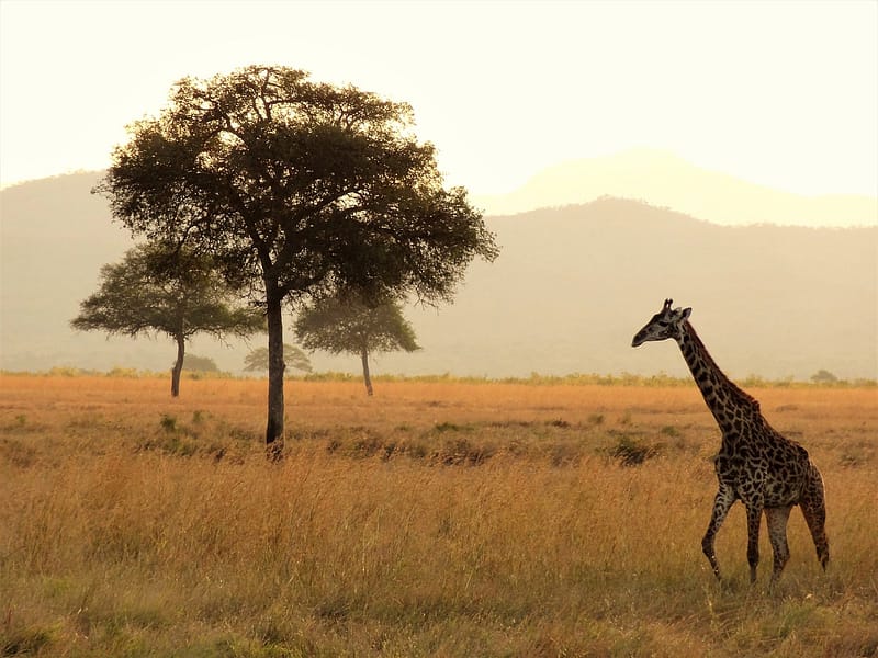 Yellow fever vaccination is recommended so you can view wildlife safely while on safari in Maasai Mara