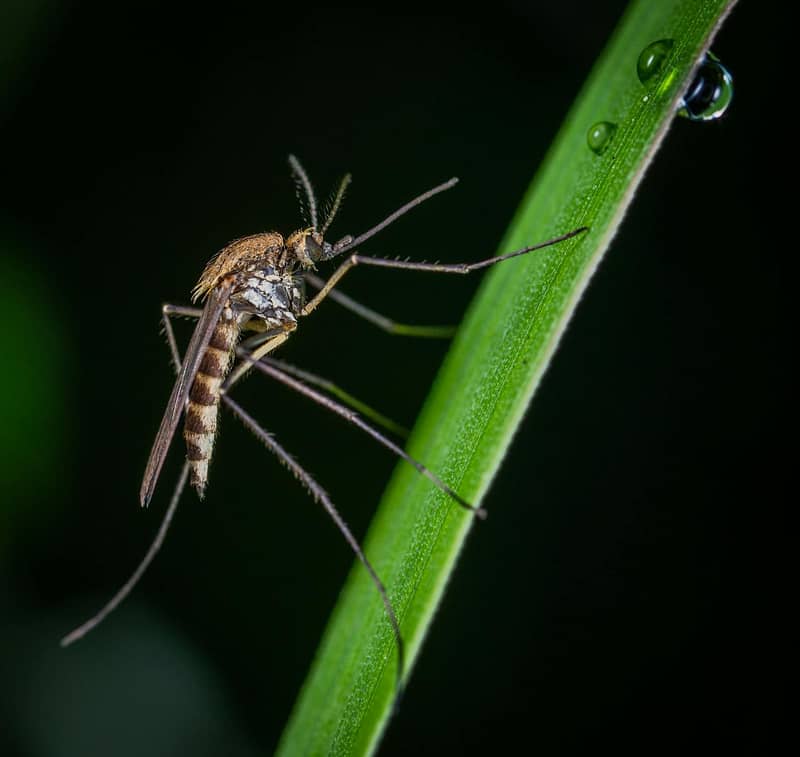 While there is no risk of yellow fever or malaria in Cape Town, some parts of South Africa does have malaria and medication is necessary to prevent infection